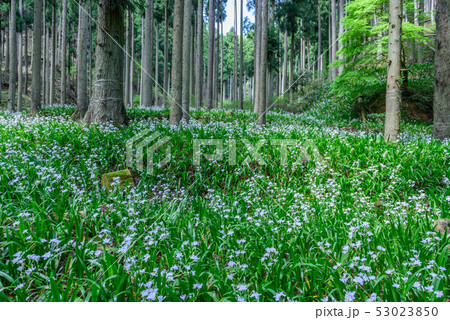 京都府・水源の里 老富 シャガ群生地 京都府・水源の里 老富 シャガ群生地 53023850