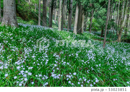 京都府・水源の里　老富　シャガ群生地 53023851