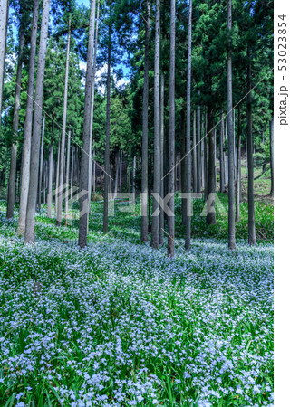 京都府・水源の里　老富　シャガ群生地 53023854