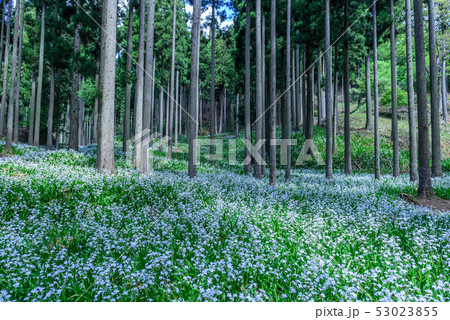 京都府・水源の里　老富　シャガ群生地 53023855