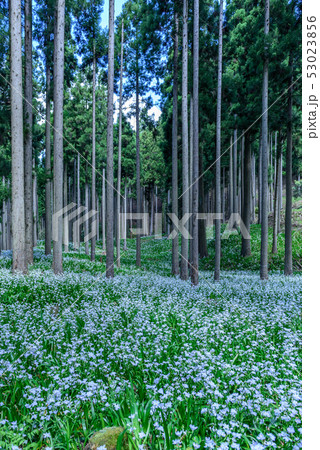 京都府・水源の里　老富　シャガ群生地 53023856