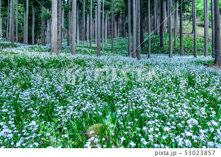 京都府・水源の里　老富　シャガ群生地 53023857
