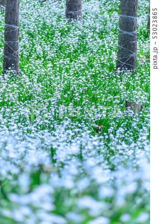 京都府・水源の里 老富 シャガ群生地 京都府・水源の里 老富 シャガ群生地 53023865