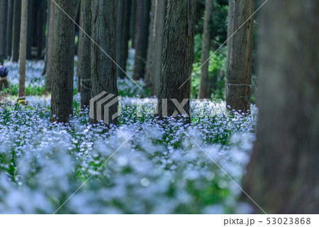 京都府・水源の里　老富　シャガ群生地 53023868