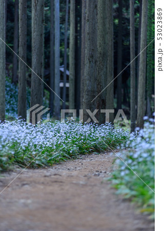 京都府・水源の里 老富 シャガ群生地 京都府・水源の里 老富 シャガ群生地 53023869