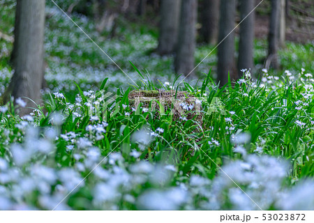 京都府・水源の里 老富 シャガ群生地 京都府・水源の里 老富 シャガ群生地 53023872