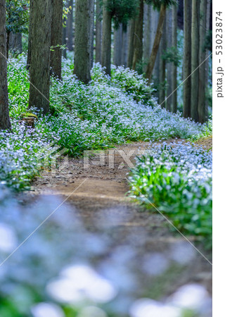京都府・水源の里　老富　シャガ群生地 53023874