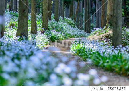京都府・水源の里 老富 シャガ群生地 京都府・水源の里 老富 シャガ群生地 53023875
