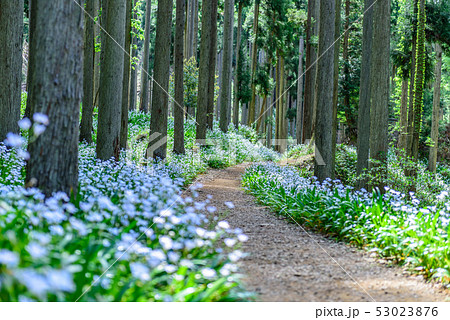 京都府・水源の里　老富　シャガ群生地 53023876