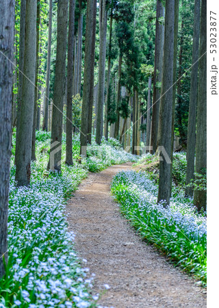 京都府・水源の里 老富 シャガ群生地 京都府・水源の里 老富 シャガ群生地 53023877
