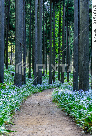 京都府・水源の里　老富　シャガ群生地 53023879