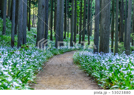 京都府・水源の里　老富　シャガ群生地 53023880