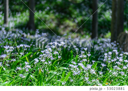 京都府・水源の里　老富　シャガ群生地 53023881