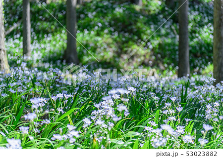 京都府・水源の里 老富 シャガ群生地 京都府・水源の里 老富 シャガ群生地 53023882