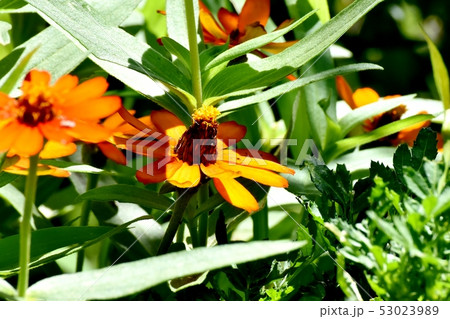 三鷹中原に咲くオレンジ色のヒャクニチソウ 53023989
