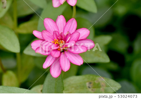 三鷹中原に咲くピンクのヒャクニチソウ 53024073