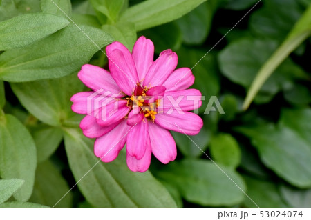 三鷹中原に咲くピンクのヒャクニチソウ 53024074