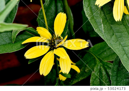 三鷹中原に咲く黄色いエキナセア（バレンギク） 53024173