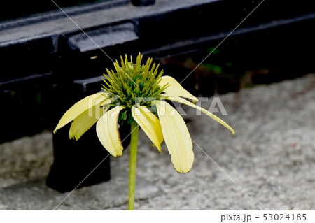 三鷹中原に咲く黄色いエキナセア（バレンギク） 53024185