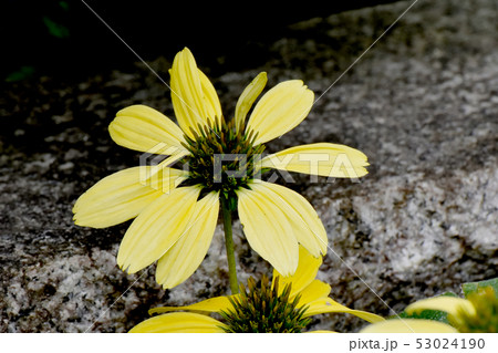 三鷹中原に咲く黄色いエキナセア（バレンギク） 53024190