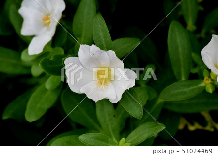 三鷹中原に咲く白いハナスベリヒユ 三鷹中原に咲く白いハナスベリヒユ 53024469