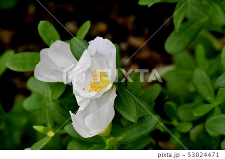 三鷹中原に咲く白いハナスベリヒユ 53024471