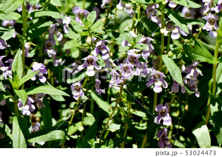 三鷹中原に咲く淡い紫色のアンゲロニア 三鷹中原に咲く淡い紫色のアンゲロニア 53024473