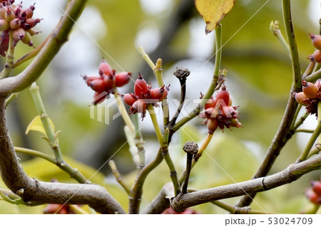 三鷹中原になる赤く色づき始めたハナミズキの実 53024709