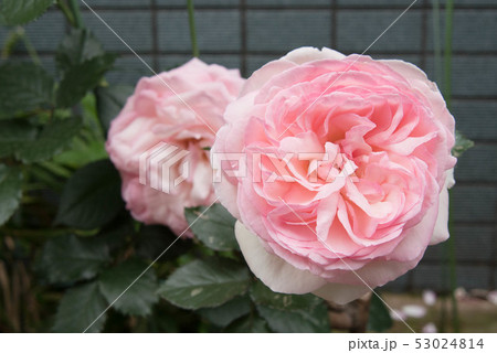 ピンク色の花 53024814