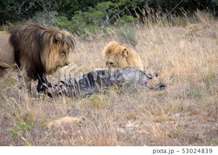 南アフリカ 獲物を捕らえたライオンの写真素材