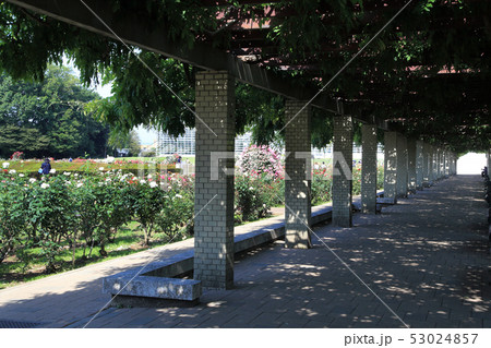 神代植物公園 バラ 神代植物公園 バラ 53024857