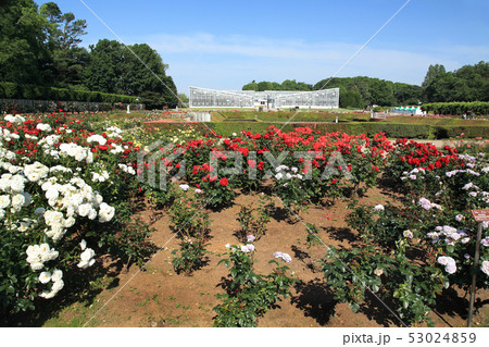 神代植物公園 バラ園 神代植物公園 バラ園 53024859