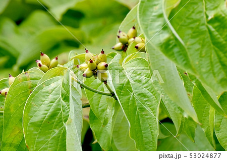三鷹中原になる未完熟のハナミズキの実 53024877