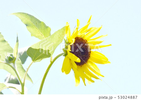 三鷹中原に咲く黄色いヒマワリ 53024887