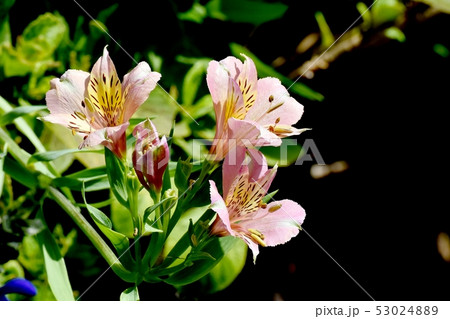 三鷹中原に咲くピンクのアルストロメリア 53024889