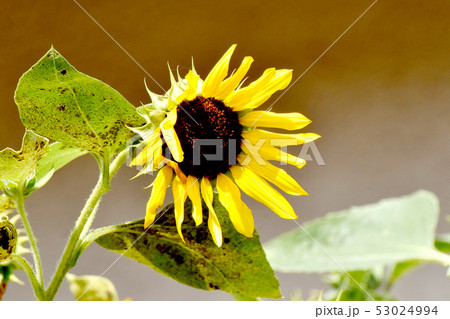 三鷹中原に咲く黄色いヒマワリ 三鷹中原に咲く黄色いヒマワリ 53024994