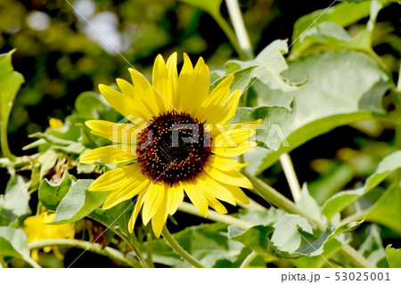 三鷹中原に咲く黄色いヒマワリ 53025001