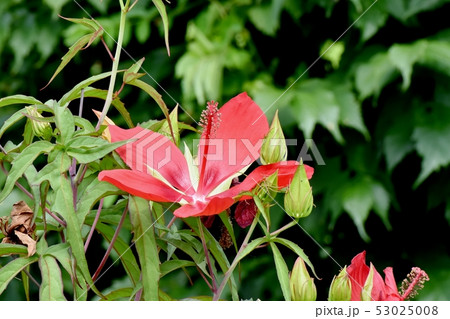 三鷹中原に咲く赤いモミジアオイ 三鷹中原に咲く赤いモミジアオイ 53025008