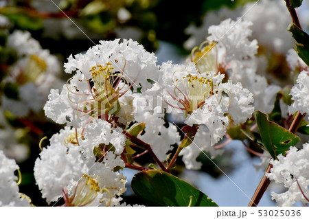 三鷹中原に咲く白いサルスベリの花 三鷹中原に咲く白いサルスベリの花 53025036