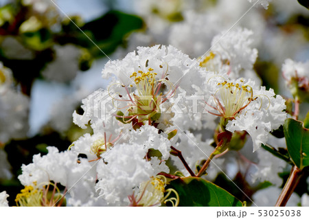 三鷹中原に咲く白いサルスベリの花 三鷹中原に咲く白いサルスベリの花 53025038