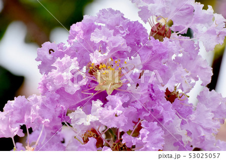 三鷹中原に咲く淡い紫色のサルスベリの花 三鷹中原に咲く淡い紫色のサルスベリの花 53025057
