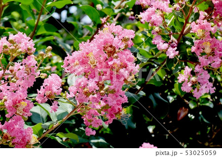 三鷹中原に咲く淡いピンクのサルスベリの花 三鷹中原に咲く淡いピンクのサルスベリの花 53025059