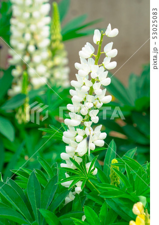 ルピナス 53025083