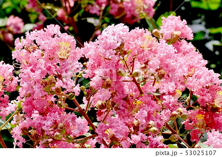 三鷹中原に咲く淡いピンクのサルスベリの花 三鷹中原に咲く淡いピンクのサルスベリの花 53025107