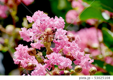 三鷹中原に咲く淡いピンクのサルスベリの花 三鷹中原に咲く淡いピンクのサルスベリの花 53025108