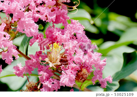 三鷹中原に咲く淡いピンクのサルスベリの花 53025109