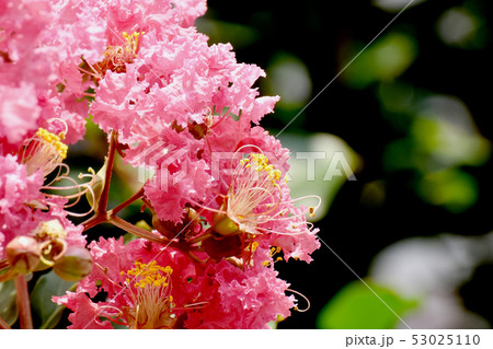 三鷹中原に咲く淡いピンクのサルスベリの花 三鷹中原に咲く淡いピンクのサルスベリの花 53025110