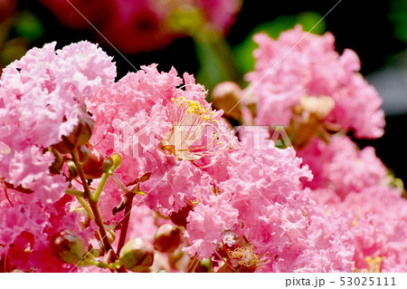 三鷹中原に咲く淡いピンクのサルスベリの花 三鷹中原に咲く淡いピンクのサルスベリの花 53025111