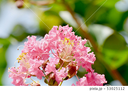 三鷹中原に咲く淡いピンクのサルスベリの花 三鷹中原に咲く淡いピンクのサルスベリの花 53025112