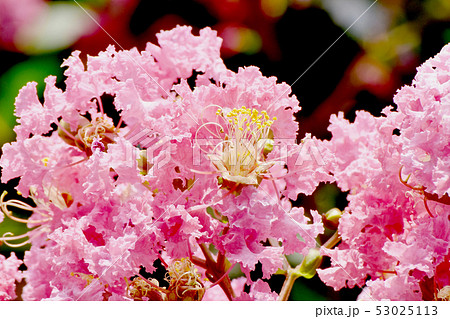 三鷹中原に咲く淡いピンクのサルスベリの花 53025113